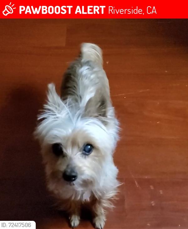 Lost Female Dog last seen Anabel by Jurupa Hills Golf course, Riverside, CA 92509