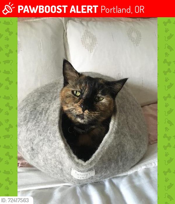 Lost Female Cat last seen NE 14th ave and Klickitat, Portland, OR 97212