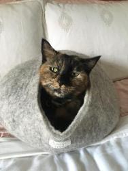 Lost Female Cat last seen NE 14th ave and Klickitat, Portland, OR 97212