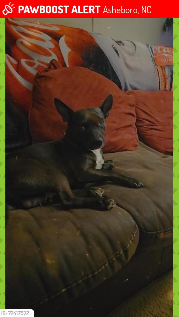 Lost Male Dog last seen Pilot mountain rd and Earl brown , Asheboro, NC 27205