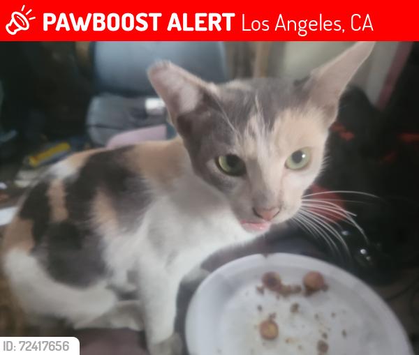 Lost Female Cat last seen Near w.21 st.los angeles ca 90058, Los Angeles, CA 90058