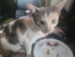 Lost Female Cat last seen Near w.21 st.los angeles ca 90058, Los Angeles, CA 90058