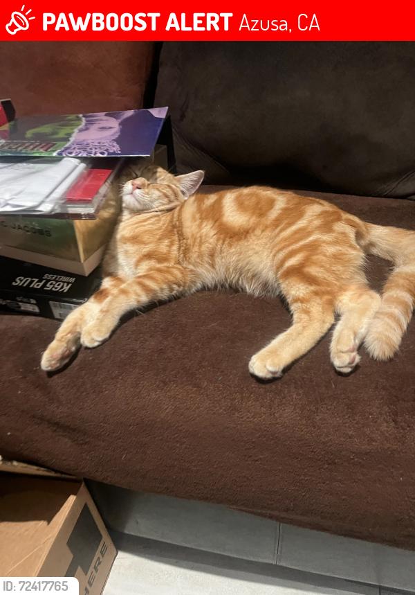 Lost Male Cat last seen Azusa Ave and Alameda, Azusa, CA 91702