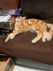 Lost Male Cat last seen Azusa Ave and Alameda, Azusa, CA 91702