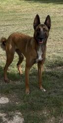 Lost Female Dog last seen Chaparral Rd and El Ranchero, Georgetown, TX 78628