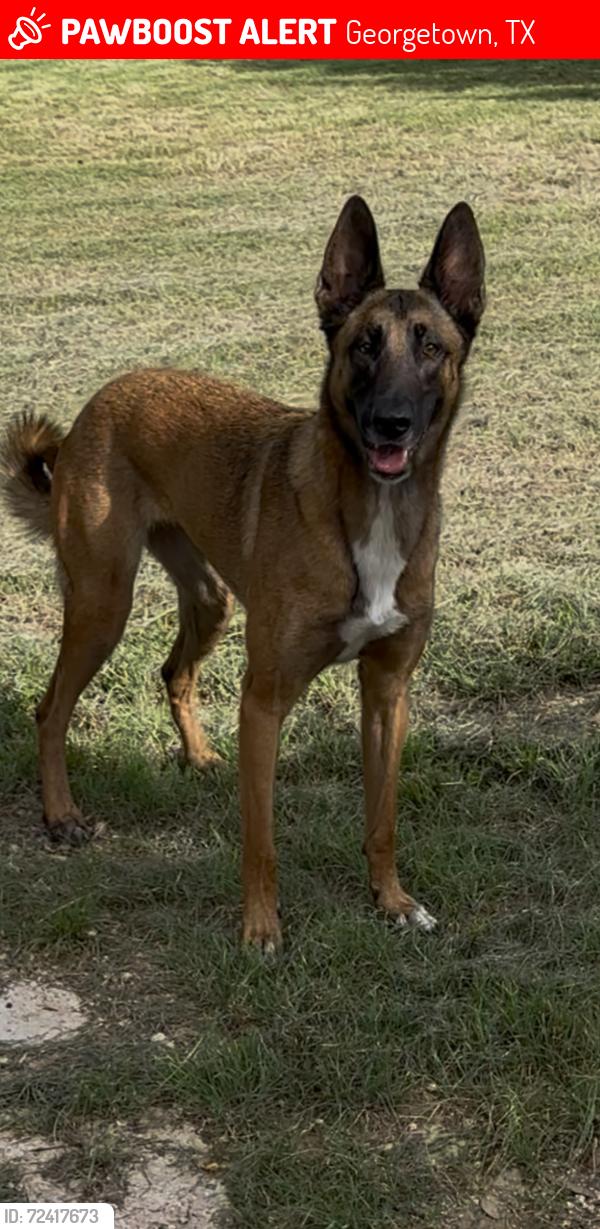 Lost Female Dog last seen Chaparral Rd and El Ranchero, Georgetown, TX 78628
