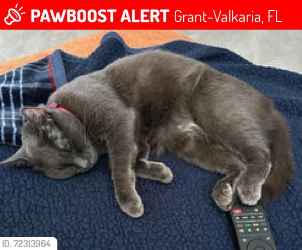Lost Female Cat last seen Senne Blvd and US1, Grant-Valkaria, FL 32949