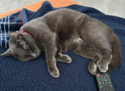 Lost Female Cat last seen Senne Blvd and US1, Grant-Valkaria, FL 32949