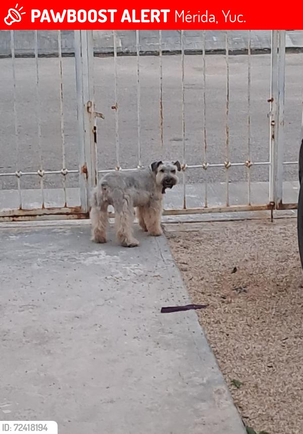 Lost Female Dog last seen Fraccionamiento villas, zona dorada, Mérida, Yucatán, Mérida, Yuc. 