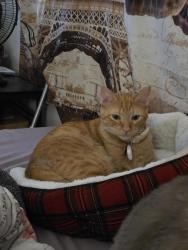 Lost Male Cat last seen By Los Compadres , Pharr, TX 78577