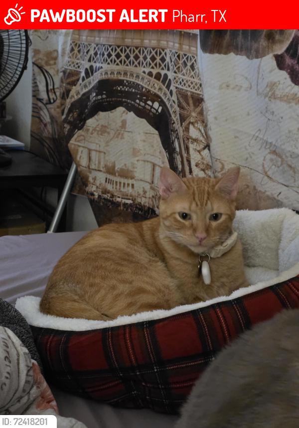 Lost Male Cat last seen By Los Compadres , Pharr, TX 78577