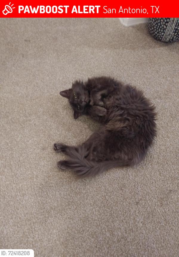 Lost Male Cat last seen Woodlake and Crestwood Hill Dr, San Antonio, TX 78244
