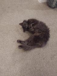 Lost Male Cat last seen Woodlake and Crestwood Hill Dr, San Antonio, TX 78244