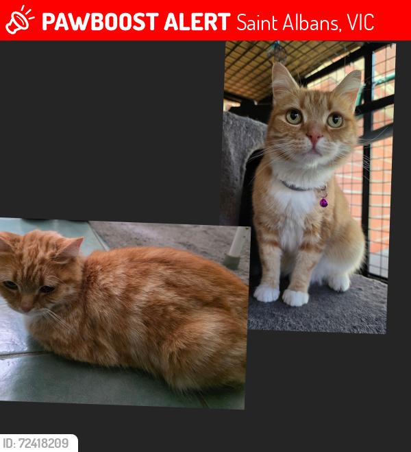 Lost Female Cat last seen Magnolia St and Camphora Pl, Saint Albans, VIC 3021