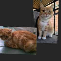 Lost Female Cat last seen Magnolia St and Camphora Pl, Saint Albans, VIC 3021
