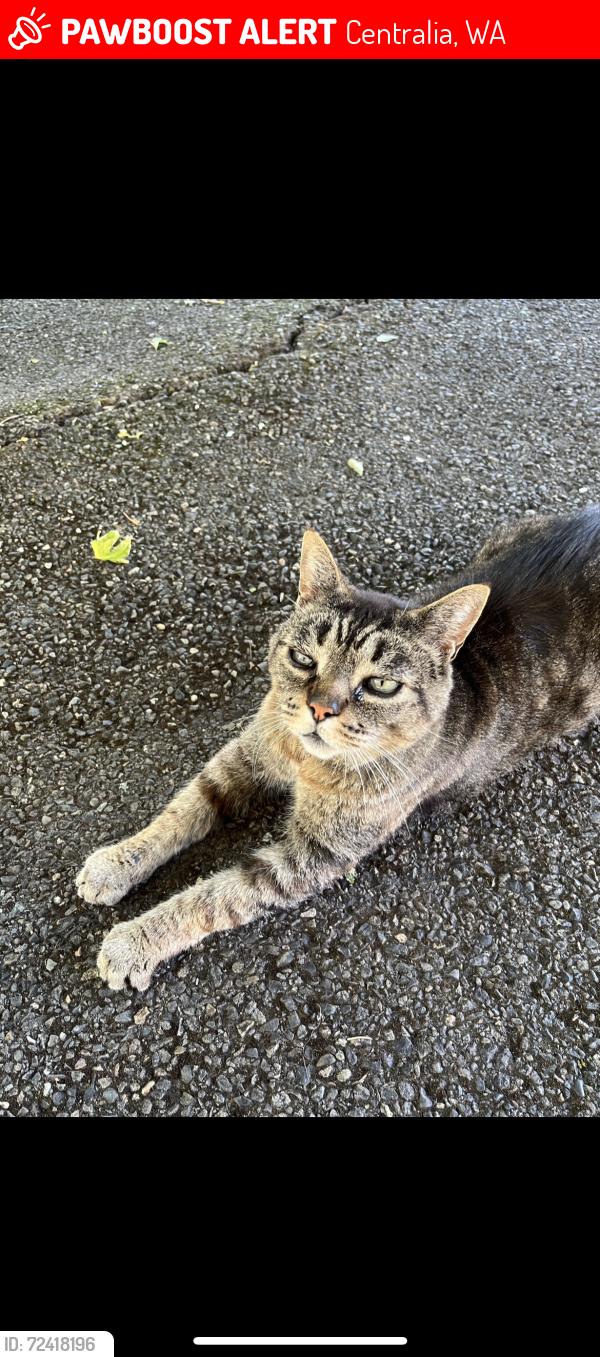Lost Male Cat last seen W 5th Street and L Street, Centralia,WA, Centralia, WA 98531