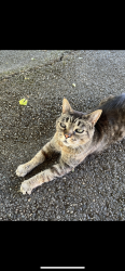 Lost Male Cat last seen W 5th Street and L Street, Centralia,WA, Centralia, WA 98531