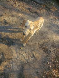 Lost Male Dog last seen Petco at Harbison , Columbia, SC 29212
