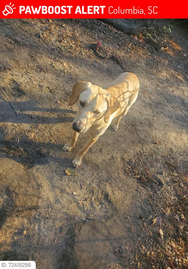 Lost Male Dog last seen Petco at Harbison , Columbia, SC 29212
