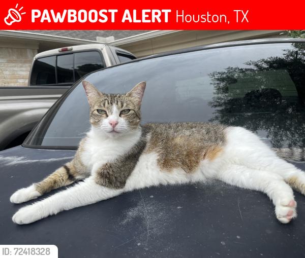 Lost Female Cat last seen Garden Manor, Houston, TX 77084