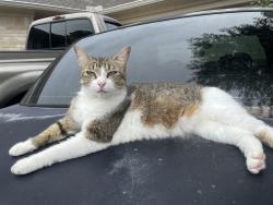 Lost Female Cat last seen Garden Manor, Houston, TX 77084