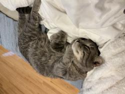 Lost Male Cat last seen W 38th St & S Wolcott Ave, Chicago, IL 60609