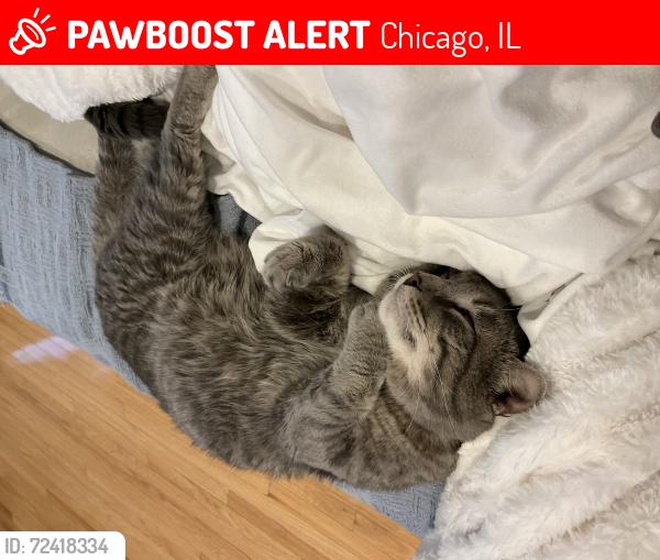 Lost Male Cat last seen W 38th St & S Wolcott Ave, Chicago, IL 60609
