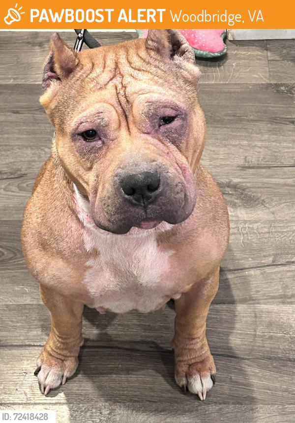 Found/Stray Female Dog last seen Elizabeth Vaughn , Woodbridge, VA 22191