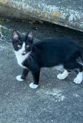 Lost Male Cat last seen Near E 5TH AVE gated parking lot, Tampa, FL 33605