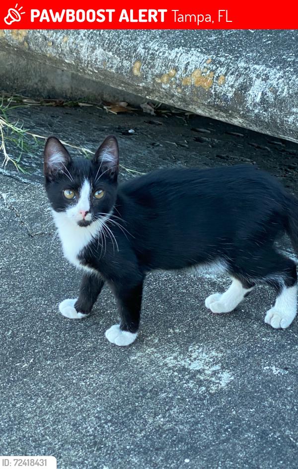 Lost Male Cat last seen Near E 5TH AVE gated parking lot, Tampa, FL 33605