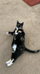 Lost Female Cat last seen Rubber Fig Terrace, Jacksonville, FL 32218