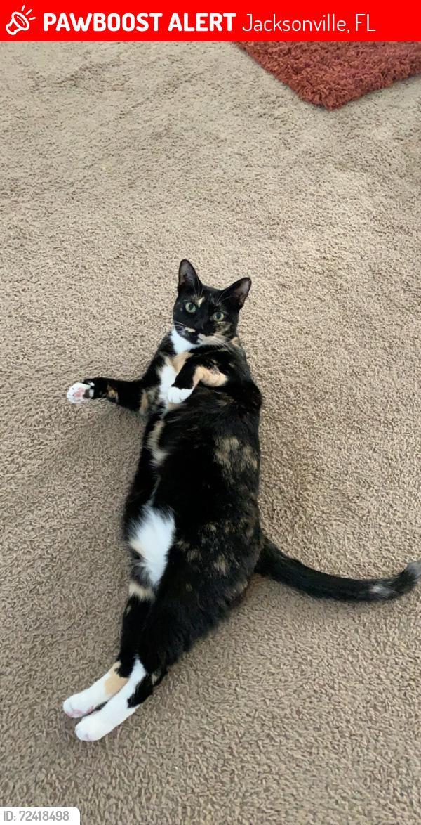 Lost Female Cat last seen Rubber Fig Terrace, Jacksonville, FL 32218