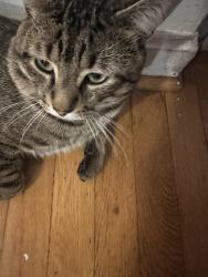 Lost Male Cat last seen Eastern ave and New Hampshire ave , Washington, DC 20011