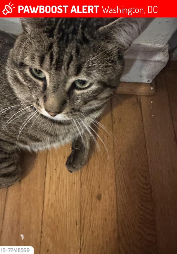 Lost Male Cat last seen Eastern ave and New Hampshire ave , Washington, DC 20011