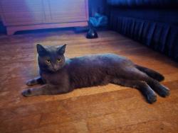 Reunited Male Cat last seen Old Charlotte Rd and Barbee Rd, Concord, NC 28027
