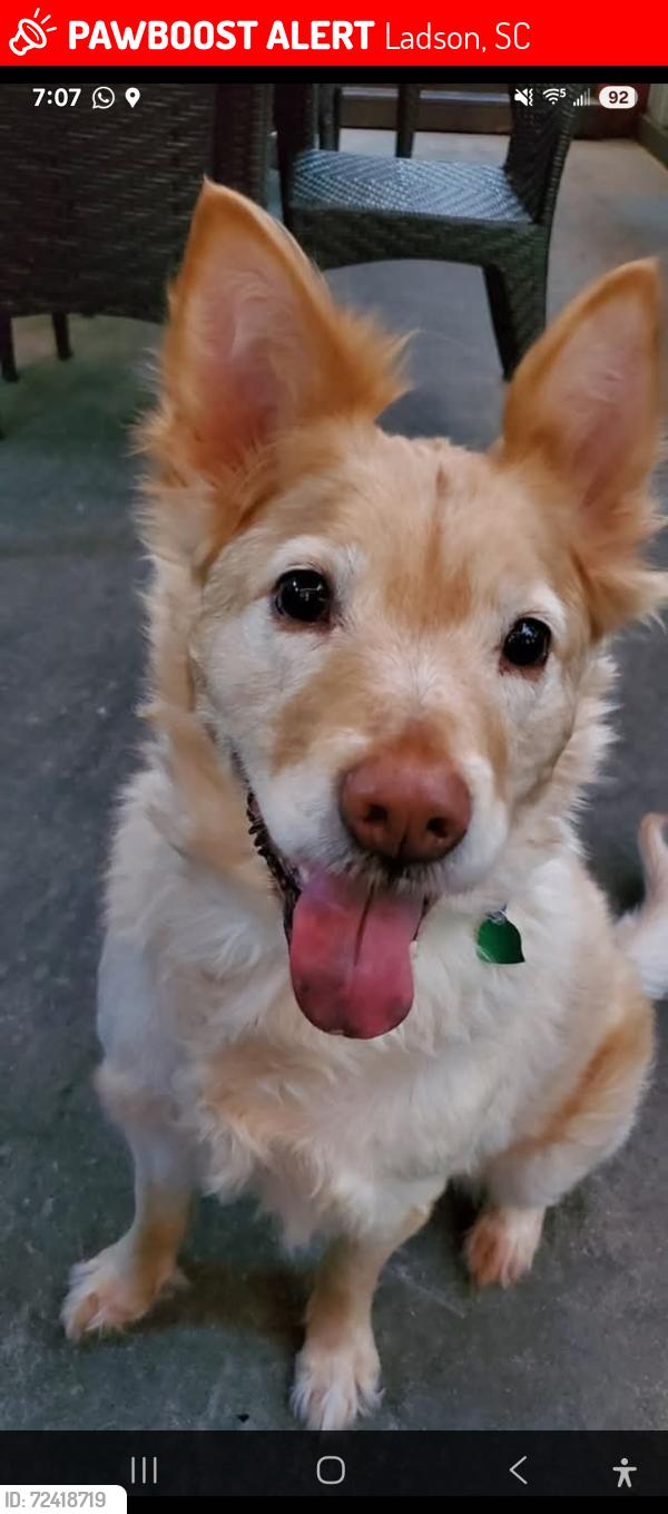 Lost Female Dog last seen Tall Pines subdivision , Ladson, SC 29456