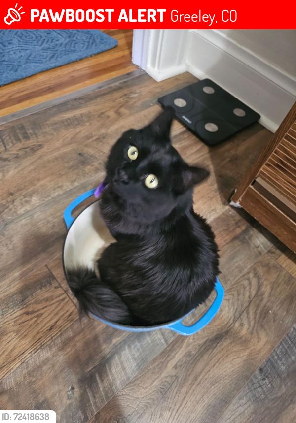 Lost Male Cat last seen 11th Ave and Cranford Place near UNC Frasier Hall, Greeley, CO 80631