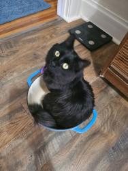 Lost Male Cat last seen 11th Ave and Cranford Place near UNC Frasier Hall, Greeley, CO 80631