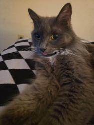 Lost Female Cat last seen Del Diablo, San Diego, CA 92129