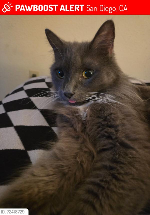 Lost Female Cat last seen Del Diablo, San Diego, CA 92129