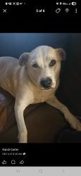 Lost Male Dog last seen Fm 2869 and fm 14, Hawkins, TX 75765