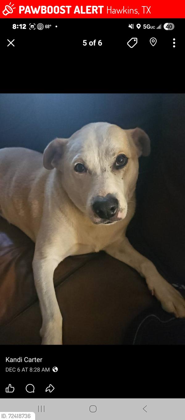 Lost Male Dog last seen Fm 2869 and fm 14, Hawkins, TX 75765
