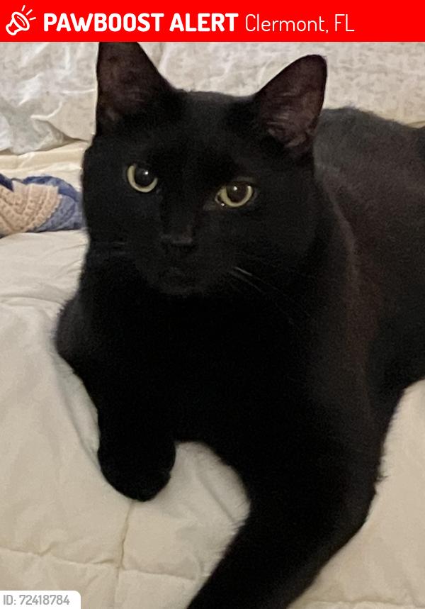 Lost Female Cat last seen Mesa Verde Ct and Summit Greens Blvd, Clermont, FL 34711