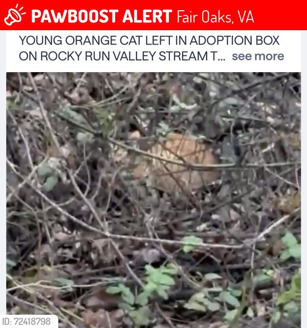 Lost Unknown Cat last seen Oak Village Landing and Tall Timbers Drive, Fair Oaks, VA 22033