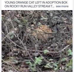 Lost Unknown Cat last seen Oak Village Landing and Tall Timbers Drive, Fair Oaks, VA 22033