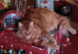 Lost Male Cat last seen Central Avenue, Blackberry City, WV 25678