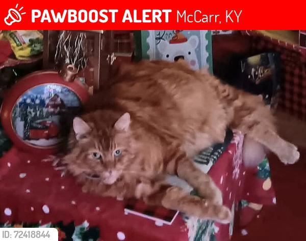 Lost Male Cat last seen Central Avenue, Blackberry City, WV 25678