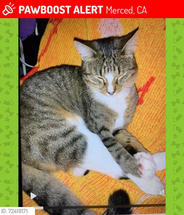 Lost Male Cat last seen Alder Ave is between Brookdale Dr & Teak Ave, Merced, CA 95340