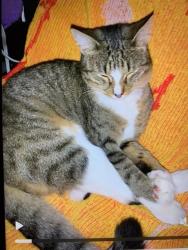 Lost Male Cat last seen Alder Ave is between Brookdale Dr & Teak Ave, Merced, CA 95340