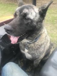Lost Male Dog last seen Garden hwy and vernon rd, Nicolaus, CA 95659